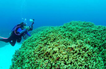 Forecasting Coral Disease Outbreaks Could Buy Time to Save Reefs