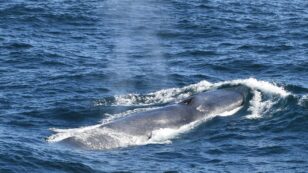 Endangered Blue Whales Make ‘Unprecedented’ Comeback to South Georgia Island