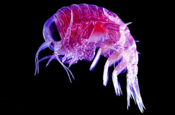 Toxic Chemicals Banned in 70s Found in Deep Ocean Creatures