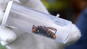 First-Ever ‘Murder Hornet’ Nest Found ​in U.S. and Destroyed