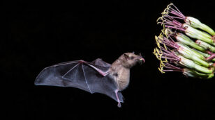 First Bat Removed From U.S. Endangered Species List Helps Produce Tequila