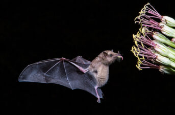First Bat Removed From U.S. Endangered Species List Helps Produce Tequila