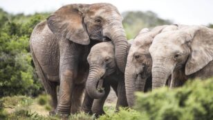 Poaching Drove Mozambique Elephants to Evolve Without Tusks, Study Finds