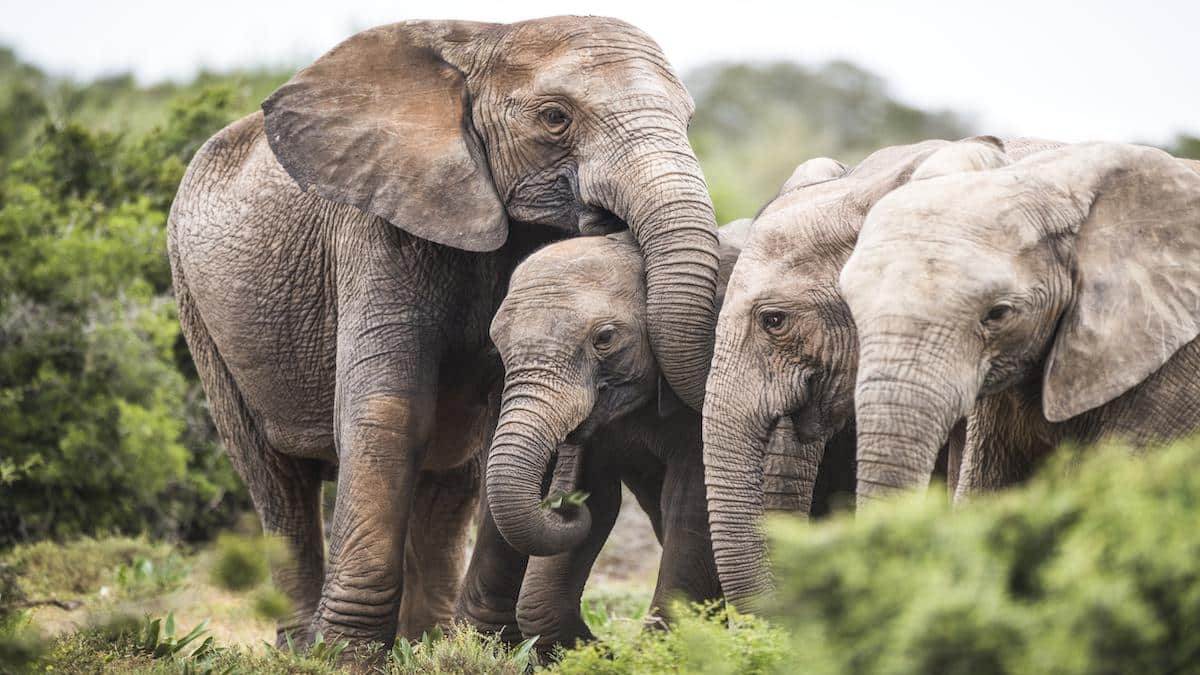 Tuskless elephants in South Africa.