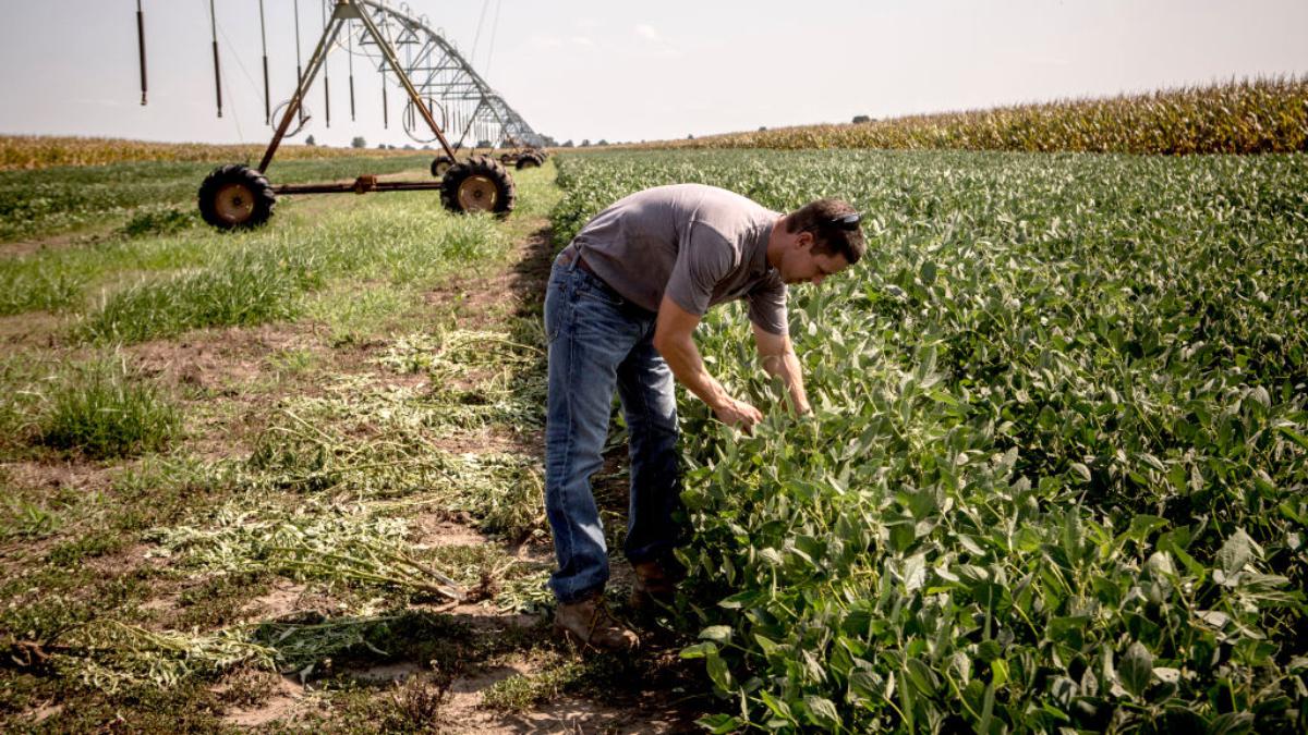 Trump EPA Officials Hid Threats of Toxic Dicamba Herbicide, IG Report Shows