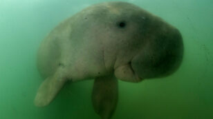 Marium, Thailand’s Beloved Baby Dugong, Is the Latest Victim of Plastic Pollution