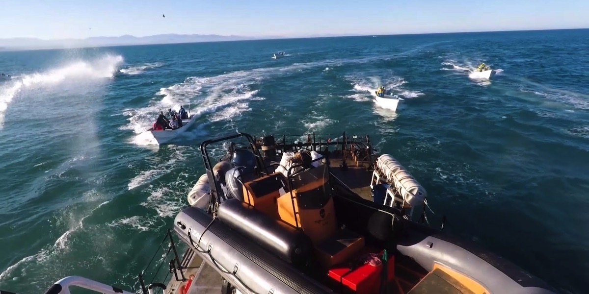 Sea Shepherd Ship Attacked by Rocks, Molotov Cocktails in Vaquita Refuge