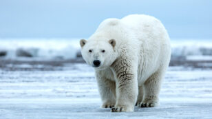 Trump Green Lights Arctic Drilling Project in Polar Bear Habitat