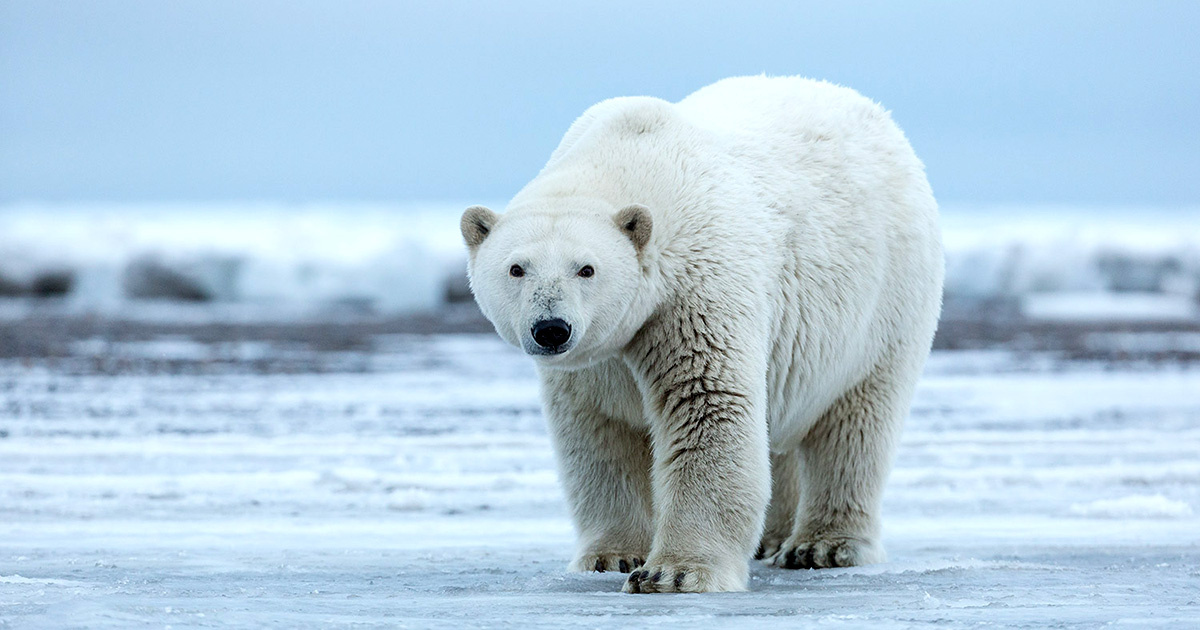 Høre fra Normalisering damper Trump Green Lights Arctic Drilling Project in Polar Bear Habitat - EcoWatch