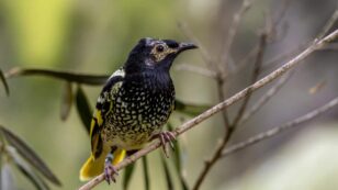 This Endangered Australian Bird Species Is Forgetting Its Song