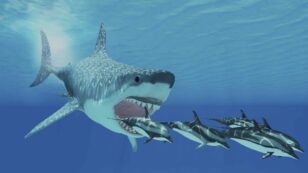 Baby Megalodon Sharks Were Six-Foot-Long Cannibals, Study Finds