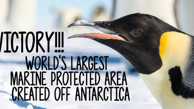 World’s Largest Marine Reserve Created Off the Coast of Antarctica