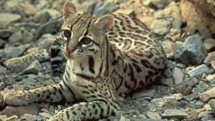 Rare Footage of Arizona Ocelot Shows What Could Be Lost by Border Wall