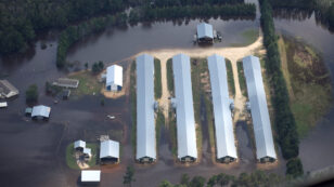 Hurricane Florence Flooded Poultry Operations Housing 1.8 Million Birds, Investigation Finds
