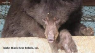 Beloved Bear That Recovered From Massive Wildfire Burns Found Shot Dead