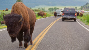 Woman Gored in Yellowstone After Standing Too Close to Bison