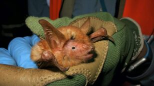 New Black and Orange Bat Species Discovered in West Africa