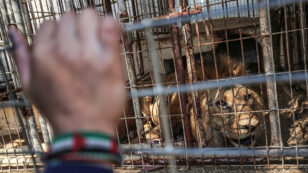 40+ Neglected Animals Evacuated From Gaza Zoo