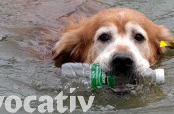 Check Out This Amazing Eco-Pooch Working to Clean Up China’s Rivers