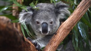 Fears Arise That Hundreds of Koalas Burned Alive in Australia Brushfire