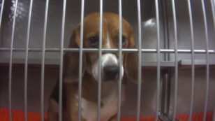 36 Beagles Saved as Controversial Pesticide Test Halted