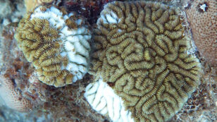 Mysterious Disease Ravages Caribbean Reefs