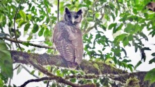 Rare Owl Photographed in Wild for First Time