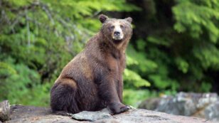 David Suzuki: It’s Time to End BC’s Cruel Grizzly Bear Trophy Hunt