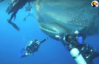 Scuba Divers Rescue World’s Biggest Fish Trapped in Net