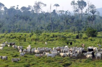 New Permits for Brazilian Beef Exports to U.S. Could Lead to Increased Amazon Deforestation