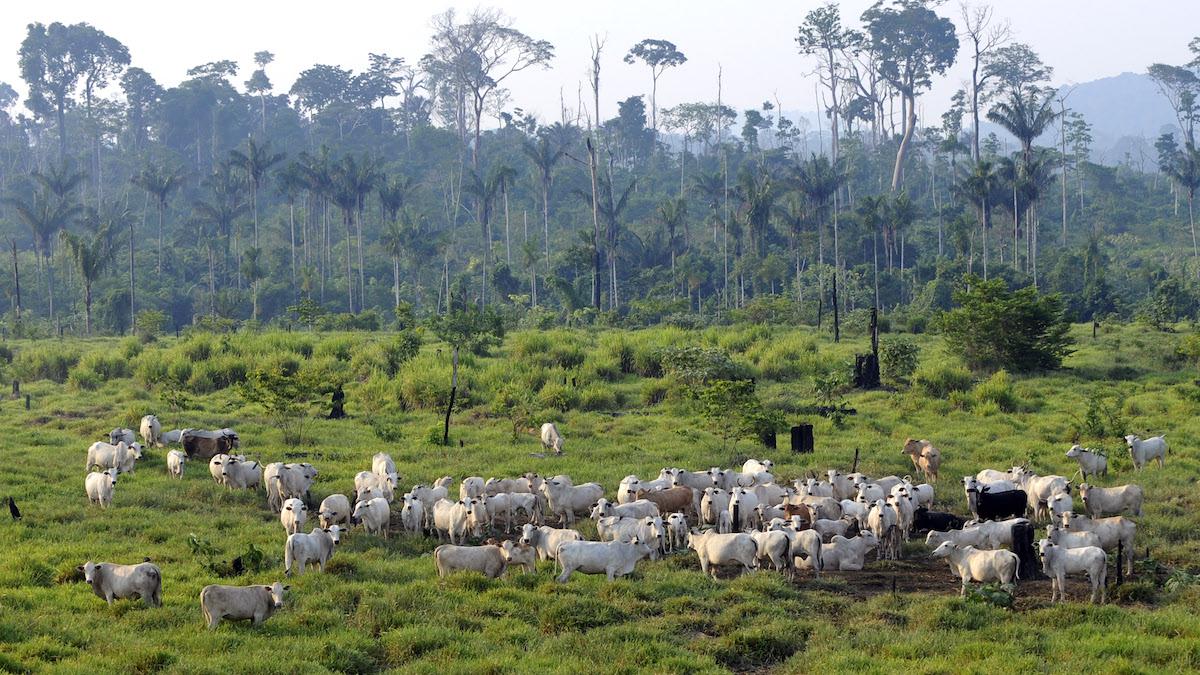 Cattle graze in the Jamanxim National Forest,.