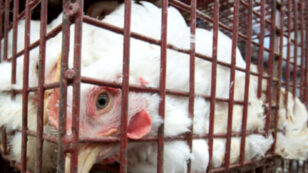 USDA Gives in to Big ‘Organic’ Poultry, Moves to Withdraw New Animal Welfare Rules