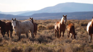 Will the U.S. Government Kill 45,000 Wild Horses?