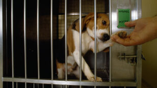 36 Beagles Could Die if DowDuPont Pesticide Test Isn’t Stopped, Investigation Reveals