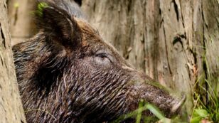 Feral Pigs Harm Wildlife and Biodiversity as Well as Crops
