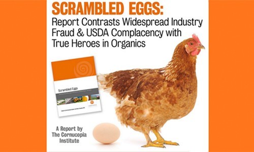 Find Out if Your Eggs Are Truly Organic and Support Local Farms