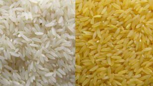 Greenpeace to Nobel Laureates: It’s Not Our Fault Golden Rice Has ‘Failed as a Solution’