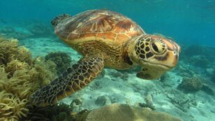 Toxic Cocktail of Man-Made Chemicals Found in Great Barrier Reef Turtles