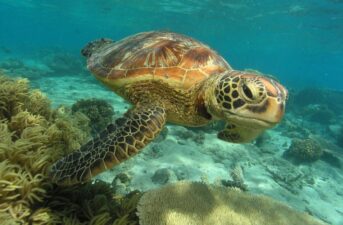 Toxic Cocktail of Man-Made Chemicals Found in Great Barrier Reef Turtles