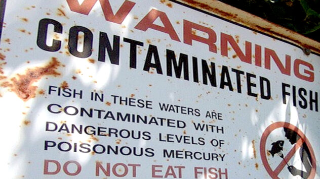 Alarming Levels of Mercury Contamination Found Across Western North America