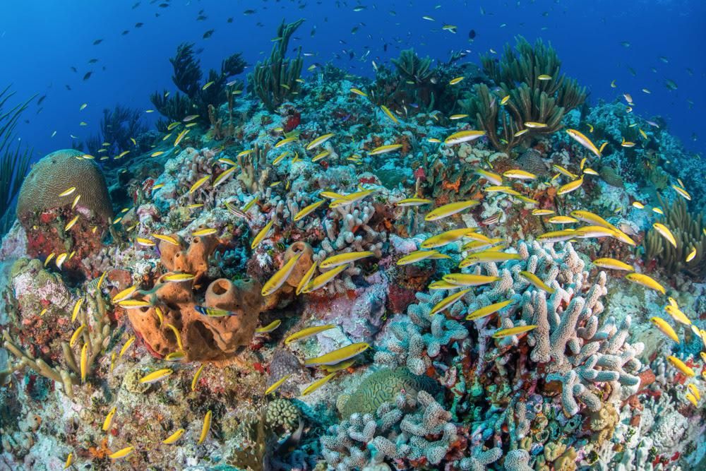 Biodiversity in the Scorpion Reef.