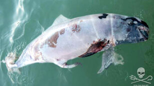 3 Vaquitas Found Dead: The Most Endangered Marine Mammal in the World