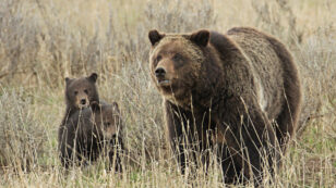 Good News for Yellowstone Grizzlies? U.S. to Review ‘Flawed’ Ruling That Removed Protections