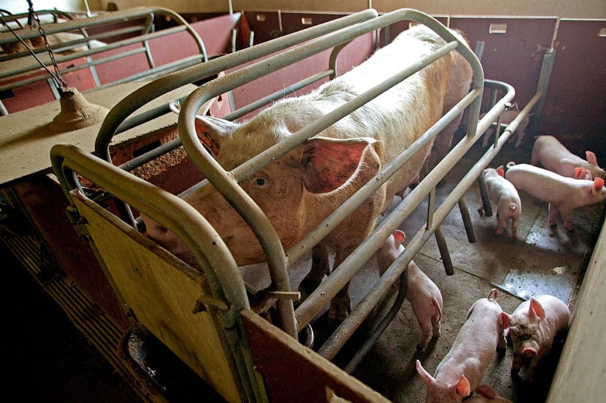 A large white pig in a gestation crate with her piglets.