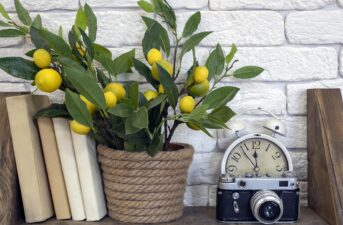 Meyer Lemon Trees: A Complete Guide