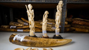 Online Ivory Trade Perpetuated by Yahoo Japan, Weak Legislation