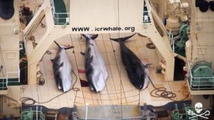 Japan Kills 333 Minke Whales Including 200 Pregnant Females