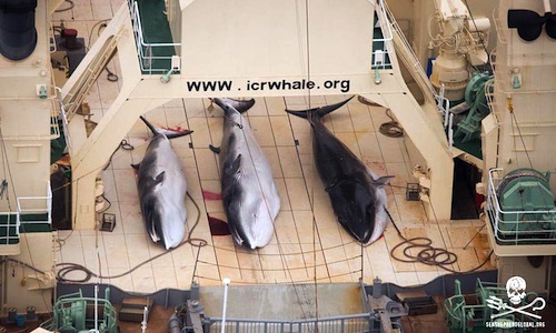 Japan Kills 333 Minke Whales Including 200 Pregnant Females