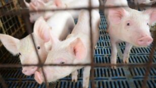 EU Parliament Overwhelmingly Votes to End Caged Animal Farming
