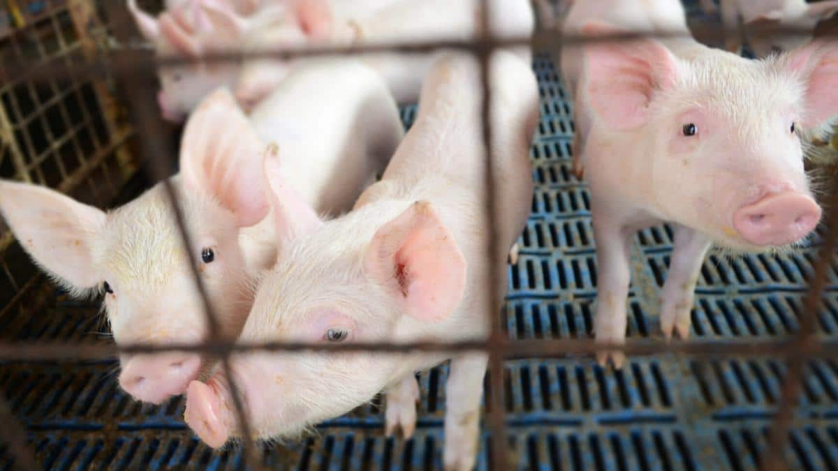 EU policymakers have voted to end caged animal farming.